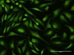 DEAF1 Antibody (3E6), Novus Biologicals 0.1 mg | Buy Online | Novus Biologicals | Fisher Scientific