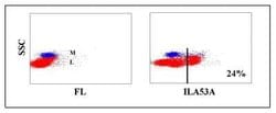 DEC-205/CD205 Antibody (ILA53A), Novus Biologicals 0.1mg:Antibodies, Monoclonal