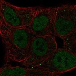DEC2/SHARP1 Rabbit anti-Human, Polyclonal, Novus Biologicals 25 &mu;g | Buy Online | Novus Biologicals | Fisher Scientific