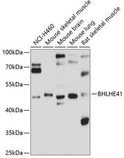 DEC2/SHARP1 Antibody - Azide and BSA Free, Novus Biologicals 0.1 mL, Unconjugated:Anticorps,