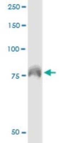 DEF6 Antibody (1F2), Novus Biologicals 50 &mu;g; Unconjugated:Antibodies,
