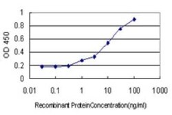DEF6 Antibody (1F2), Novus Biologicals 50 &mu;g; Unconjugated:Antibodies,