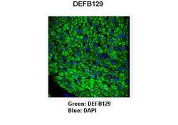DEFB129 Rabbit anti-Human, Porcine, Polyclonal, Novus Biologicals 0.1 mL;