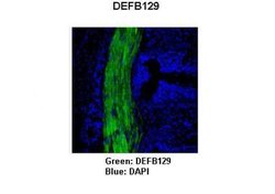 DEFB129 Rabbit anti-Human, Porcine, Polyclonal, Novus Biologicals 0.1 mL;