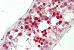 DEFB129 Rabbit anti-Human, Porcine, Polyclonal, Novus Biologicals 0.1 mL;