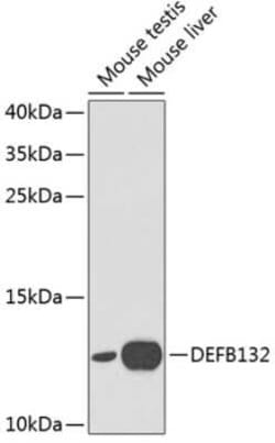 DEFB132 Antibody - BSA Free, Novus Biologicals 0.02 mL, Unconjugated:Antibodies,