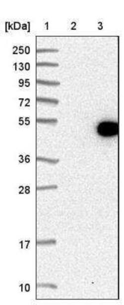 DEM1 Antibody, Novus Biologicals 0.1 mL | Buy Online | Novus Biologicals | Fisher Scientific