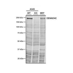 DENND4C Mouse anti-Human, Mouse, Rat, Clone: 300000000, Novus Biologicals