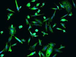 DENR Antibody, Novus Biologicals 50 &mu;g, Unconjugated:Antibodies, Polyclonal