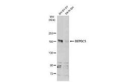 DEP Domain Containing 5 Antibody, Novus Biologicals 100 &mu;g | Buy Online | Novus Biologicals | Fisher Scientific