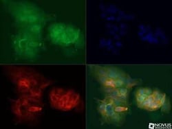 DEPTOR/DEPDC6 Antibody - BSA Free, Novus Biologicals:Antibodies:Primary