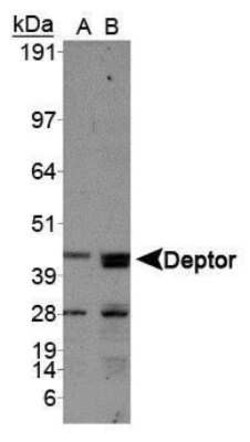 DEPTOR/DEPDC6 Antibody - BSA Free, Novus Biologicals:Antibodies:Primary