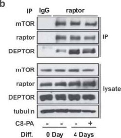 DEPTOR/DEPDC6 Antibody - BSA Free, Novus Biologicals:Antibodies:Primary