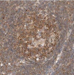 DEPTOR/DEPDC6 Antibody, Novus Biologicals 25 &mu;L | Buy Online | Novus Biologicals | Fisher Scientific