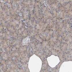 DEPTOR/DEPDC6 Antibody, Novus Biologicals 25 &mu;L | Buy Online | Novus Biologicals | Fisher Scientific