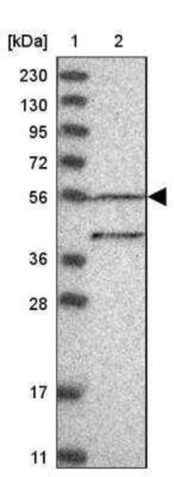DEPTOR/DEPDC6 Antibody, Novus Biologicals 25 &mu;L | Buy Online | Novus Biologicals | Fisher Scientific
