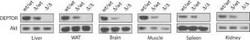 DEPTOR/DEPDC6 Antibody - BSA Free, Novus Biologicals:Antibodies:Primary