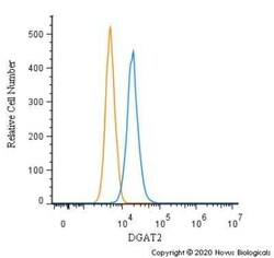 DGAT2 Antibody - BSA Free, Novus Biologicals:Antibodies:Primary Antibodies