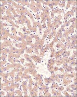 DGAT2 Antibody - BSA Free, Novus Biologicals:Antibodies:Primary Antibodies
