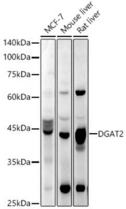 DGAT2 Antibody - Azide and BSA Free, Novus Biologicals:Antibodies:Primary