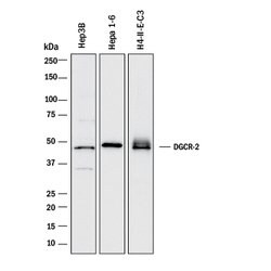 Human/Mouse/Rat DGCR2 Antibody, R D Systems:Antibodies:Primary Antibodies