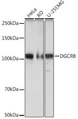 DGCR8 Rabbit anti-Human, Mouse, Clone: 3T5Q6, Novus Biologicals 20 &mu;g | Buy Online | Novus Biologicals | Fisher Scientific