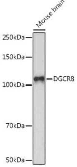 DGCR8 Rabbit anti-Human, Mouse, Clone: 3T5Q6, Novus Biologicals 20 &mu;g | Buy Online | Novus Biologicals | Fisher Scientific