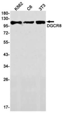 DGCR8 Rabbit anti-Human, Mouse, Rat, Clone: S05-5A6, Novus Biologicals 25 &mu;g | Buy Online | Novus Biologicals | Fisher Scientific