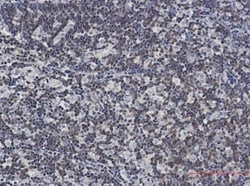DGK-alpha Antibody (S06-6H4), Novus Biologicals:Antibodies:Primary Antibodies
