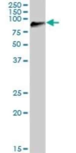 DGK-gamma Antibody, Novus Biologicals 0.05 mg | Buy Online | Novus Biologicals | Fisher Scientific