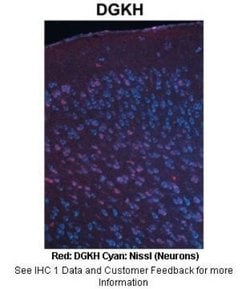 DGKH Antibody, Novus Biologicals 100 &mu;L; Unconjugated:Antibodies, Polyclonal