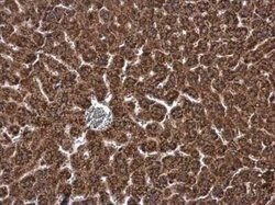 DHCR7 Antibody, Novus Biologicals 100 &mu;g; Unconjugated:Antibodies, Polyclonal