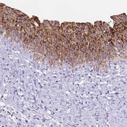 DHRS2 Antibody, Novus Biologicals 25 &mu;L, Unconjugated:Antibodies, Polyclonal