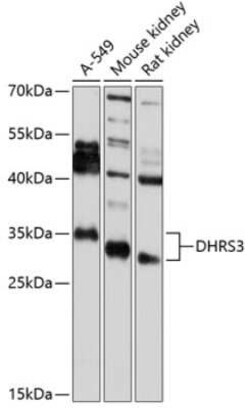 DHRS3 Antibody - BSA Free, Novus Biologicals:Antibodies:Primary Antibodies