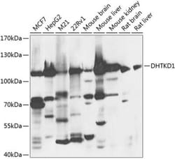 DHTKD1 Antibody - BSA Free, Novus Biologicals 0.02 mL, Unconjugated:Antibodies,