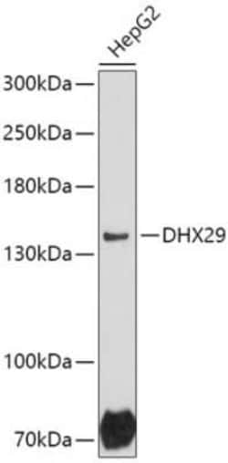 DHX29 Antibody - Azide and BSA Free, Novus Biologicals:Antibodies:Primary