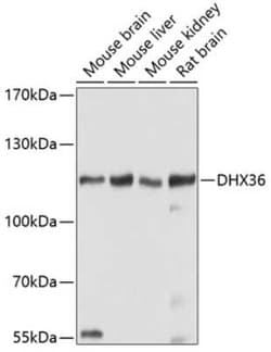 DHX36 Antibody - BSA Free, Novus Biologicals:Antibodies:Primary Antibodies