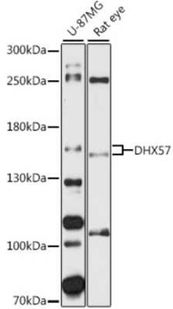 DHX57 Antibody - Azide and BSA Free, Novus Biologicals 0.02 mL, Unconjugated:Antibodies,