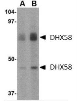 DHX58 Antibody - BSA Free, Novus Biologicals 0.025 mg; Unconjugated:Antibodies,
