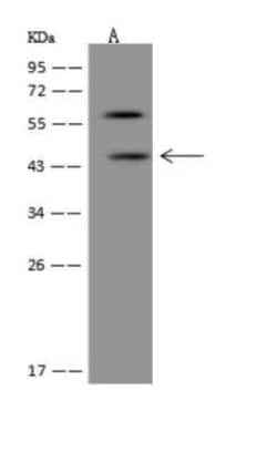 DIA1R Antibody, Novus Biologicals:Antibodies:Primary Antibodies