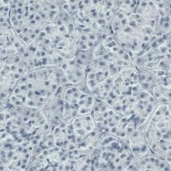 DIAPH-2 Antibody (CL1113), Novus Biologicals 0.1 mL, Unconjugated:Antibodies,