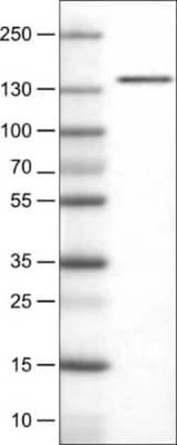 DIAPH-2 Antibody (CL1113), Novus Biologicals 0.1 mL, Unconjugated:Antibodies,