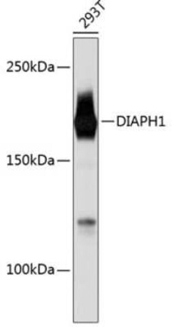 DIAPH1 Rabbit anti-Human, Mouse, Rat, Clone: 6N10D0, Novus Biologicals 20 &mu;g | Buy Online | Bio-Techne | Fisher Scientific