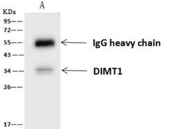 DIMT1L Antibody, Novus Biologicals:Antibodies:Primary Antibodies