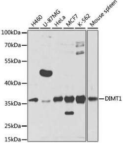 DIMT1L Antibody - BSA Free, Novus Biologicals 0.1 mL, Unconjugated:Antibodies,