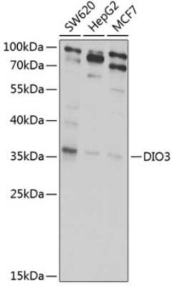 DIO3 Antibody - BSA Free, Novus Biologicals 0.1 mL, Unconjugated:Antibodies,