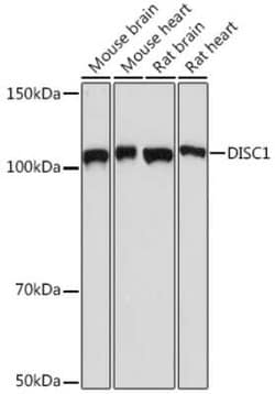 DISC1 Rabbit anti-Human, Mouse, Rat, Clone: 4U5N1, Novus Biologicals 100 &mu;g | Buy Online | Novus Biologicals | Fisher Scientific