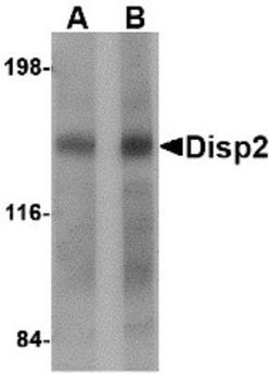 DISP2 Antibody - BSA Free, Novus Biologicals 0.1 mg; Unconjugated:Antibodies,