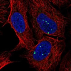 DKFZP434B168 Antibody, Novus Biologicals:Antibodies:Primary Antibodies