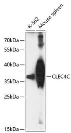 DLEC/CLEC4C/BDCA-2 Antibody - Azide and BSA Free, Novus Biologicals 0.1